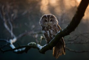 5 aves nocturnas