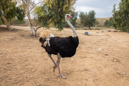 Diferencias entre el avestruz, el emú y el ñandú