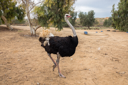 An ostrich.