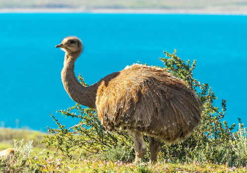 Características del ñandú patagónico