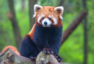 El panda menor: un oso que parece mapache