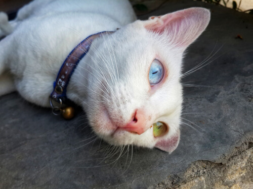 Gato Khao Manee, con un ojo de cada color