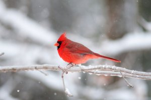5 animales de color rojo
