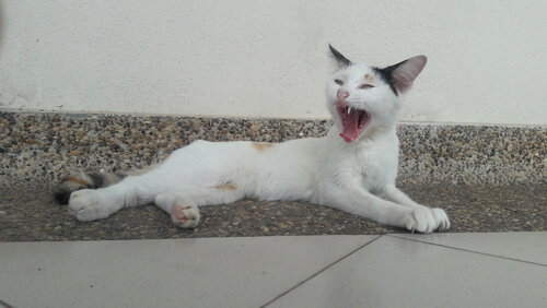 Carraspeo en gatos