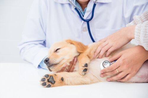 Chequeo médico a un perro