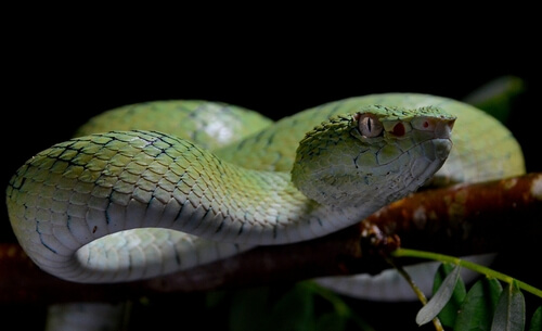 5 serpientes más venenosas
