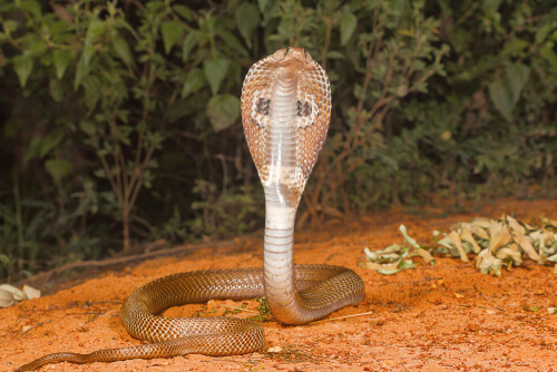 Cobra india o de anteojos