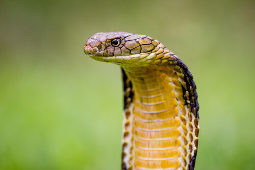 Cobra real: veneno