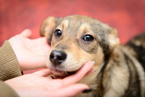 Colaborar con protectoras de animales