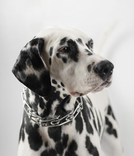 Collares de pinchos para perros