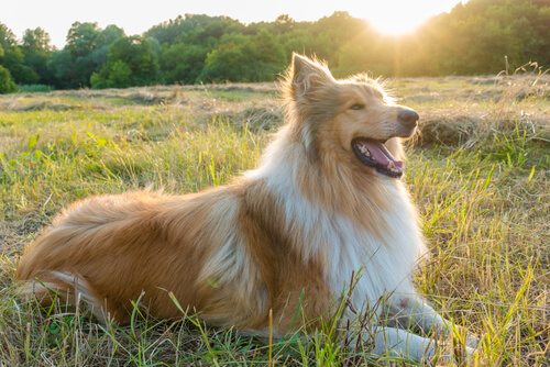 Collie: Seamus de Pinkfloyd
