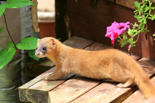 Comadreja siberiana