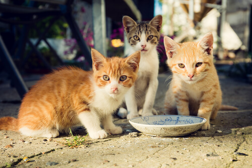 Cómo alimentar una colonia de gatos