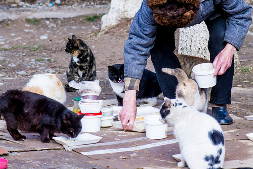 Cómo ayudar a gatos callejeros