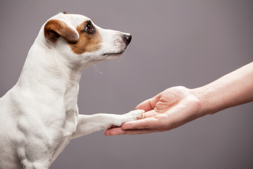 Cómo cuidar las patas de los perros