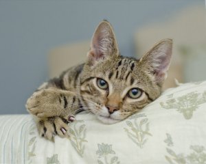 ¿Cómo funcionan las temidas uñas del gato?