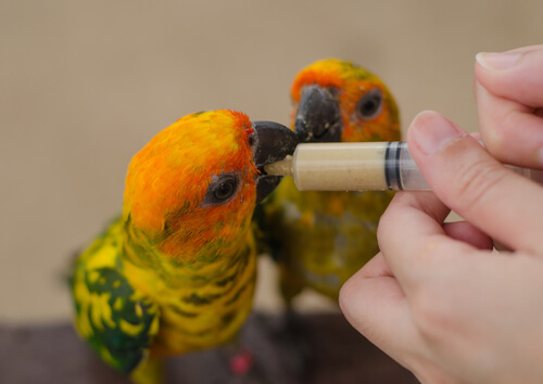 Cómo hacer papilla para pájaros