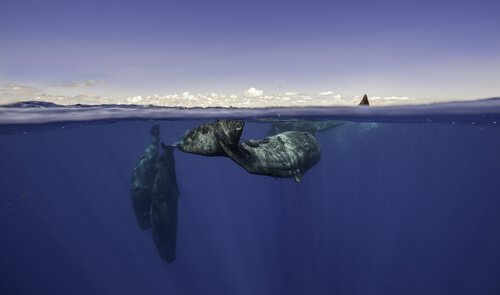 Cómo se comunican las ballenas