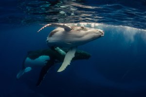 ¿Cómo se comunican las ballenas y otros cetáceos?