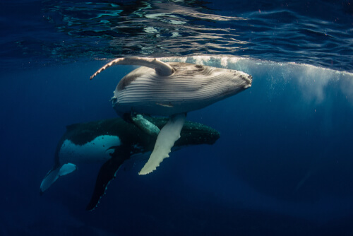 Cómo se relacionan las ballenas