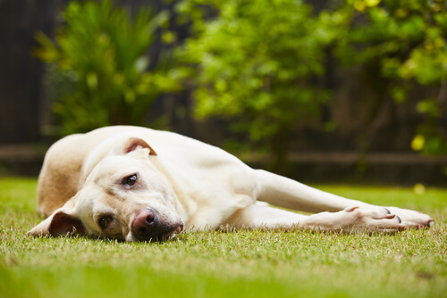 Contagio de tumores entre perros