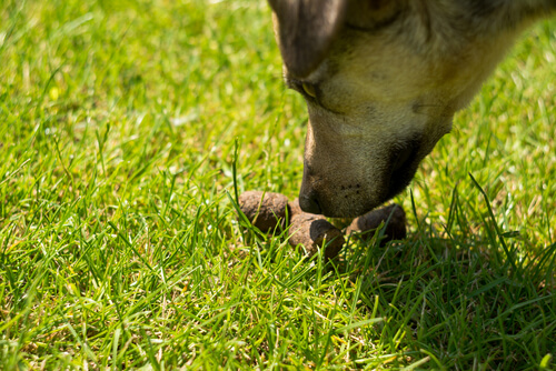 Coprofagia en perros: tratamiento