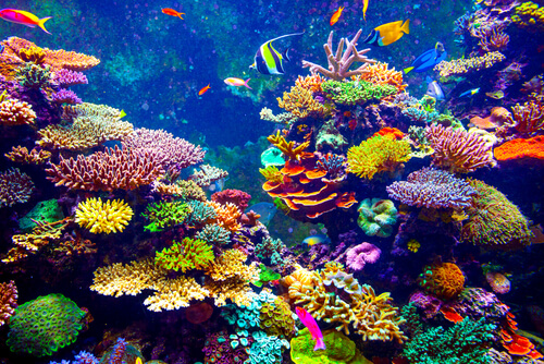 ¿Los corales son animales o plantas?