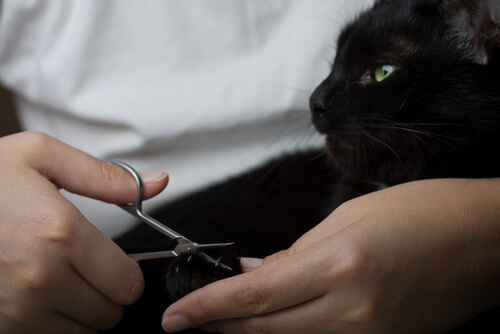 Cuidado de las uñas de los gatos