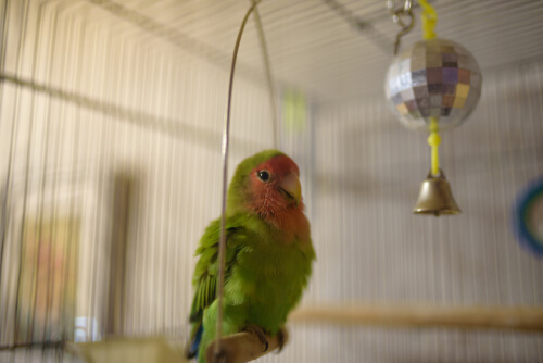 Cuidados del agapornis