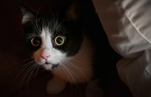 El mito de la curiosidad de los gatos