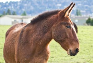 Curiosidades de la mula, un animal 'cruzado'