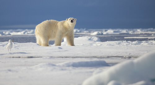 Curiosidades de los osos polares