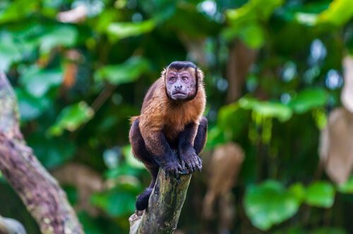 Curiosidades del mono capuchino.