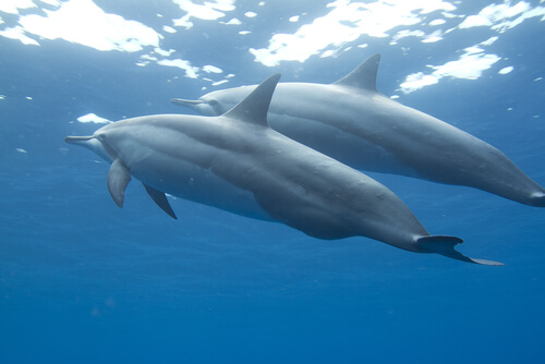 Delfín acróbata