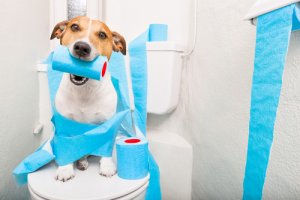 Diarrea en perros mayores: cómo actuar
