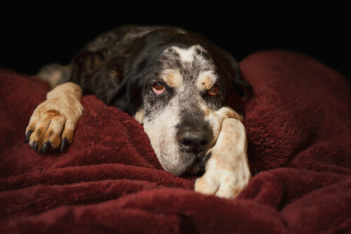 3 Fehler, die du jeden Tag mit deinem älteren Hund machst