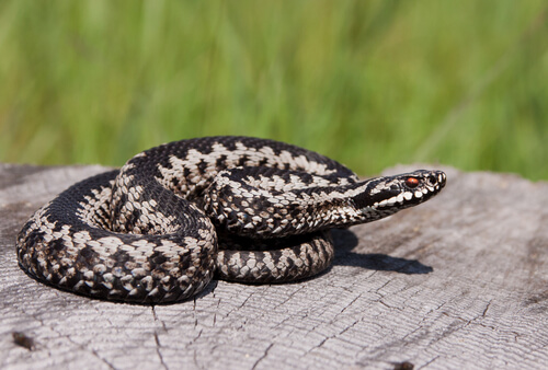 los reptiles tienen hongos