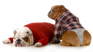 Disfunción eréctil en perros