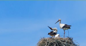 Las aves de la buena suerte