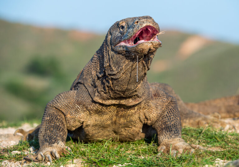 Dragón de Komodo