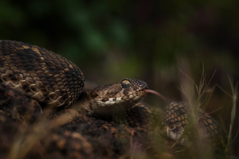 Echis carinatus veneno