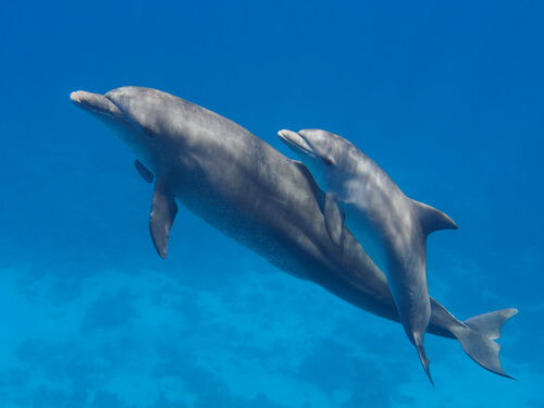Ecolocalización de los delfines
