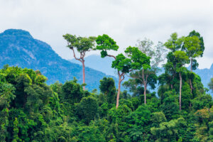 Los 7 principales ecosistemas del mundo