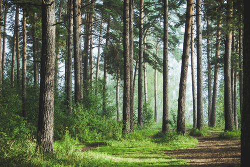 Ecosistema del bosque