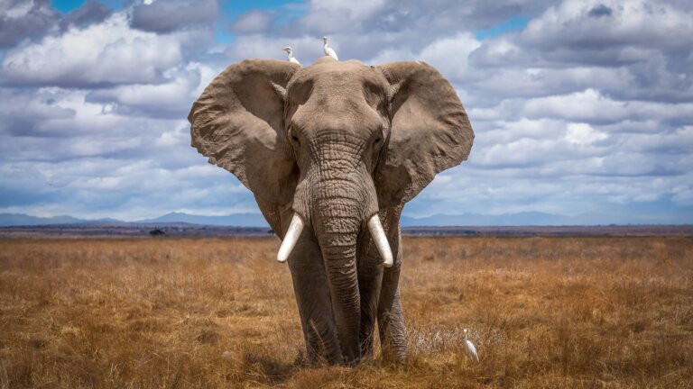 Elefante africano