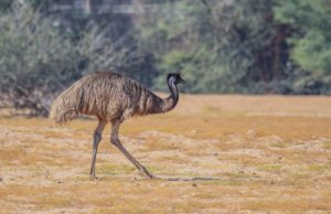 5 animales endémicos de Australia