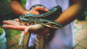 Algunas enfermedades de la serpiente