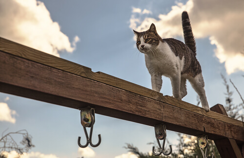 Équilibre des chats.