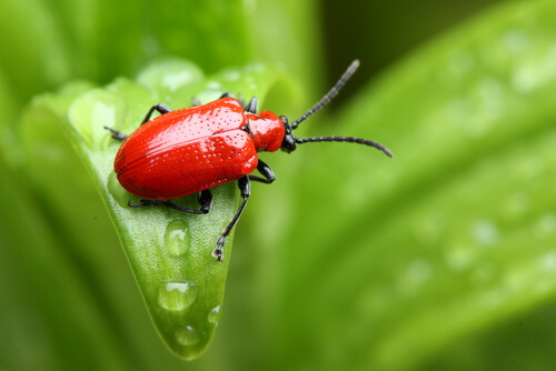 Escarabajo rojo de los lirios