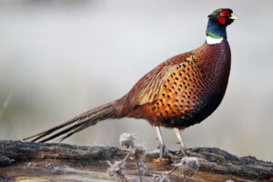 5 especies de faisanes